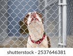 A sad Pit Bull Terrier mixed breed dog in an animal shelter kennel