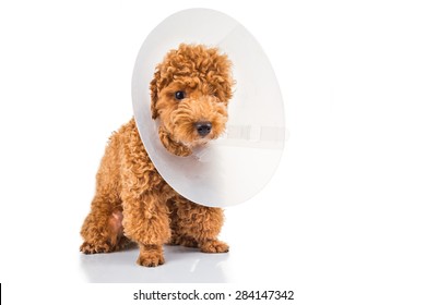 Sad Poodle Dog Wearing Protective Cone Collar On Her Neck