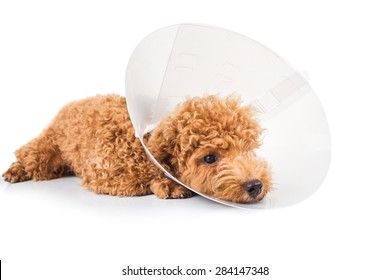 Sad Poodle Dog Wearing Protective Cone Collar On Her Neck