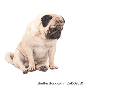 Sad Pug Dog Isolated A White Background. Picture For Printed Materials And Backgrounds.