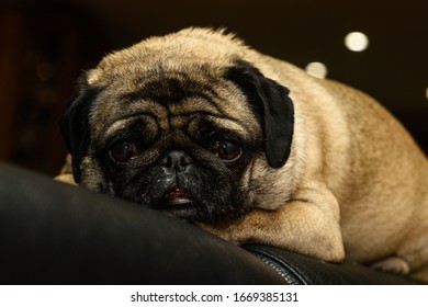 犬 悲しい の写真素材 画像 写真 Shutterstock