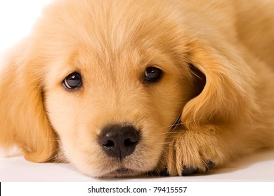 Sad Puppy Images Stock Photos Vectors Shutterstock