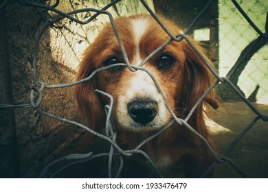 Sad Puppy Abandoned In Shelter, Waiting To Be Adopted