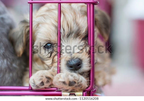 Sad Puppy at Animal Shelter Looking Through Fence for
Rescue 