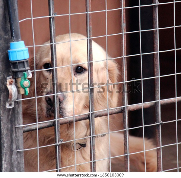 Sad Puppy Cage Stock Photo 1650103009 Shutterstock