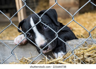 Sad Puppy In Cage Waiting For Adoption 