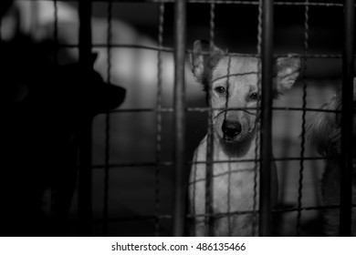 Sad Puppy In Cage. Who Want To Go Out To Play.
Monochrome