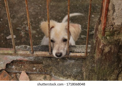 
Sad Puppy Dog ​​looking Behind A Gate.