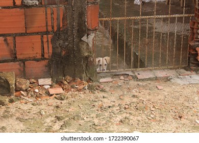 Sad Puppy Dog ​​looking Behind A Gate.