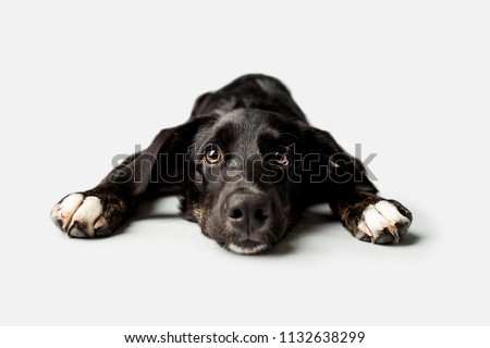 Sad puppy with puppy dog eyes