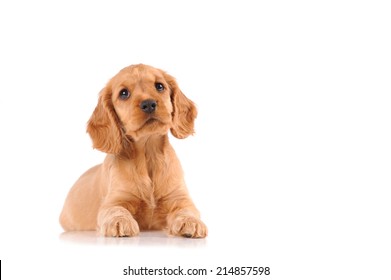 Sad Puppy Dog Isolated Over White Background