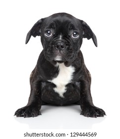 Sad Puppy Of French Bulldog Sits On A White Background