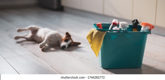 A Sad Puppy Lies On Its Side Next To A Blue Bucket Of Cleaning Products In The Kitchen. A Set Of Detergents And A Rag For Home Cleaning And A Small Dog On A Wooden Floor In The Apartment. No People.