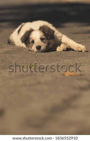 Sad puppy on the ground atmospheric photo of a homeless animal