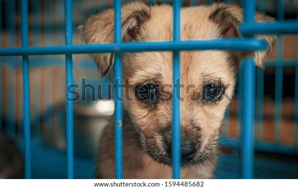 Sad puppy in\
shelter behind fence waiting to be rescued and adopted to new home.\
Shelter for animals concept