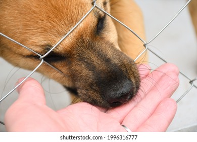 A Sad Puppy Sitting In A Dog Shelter Licks Female Hands. Cage For Animals.
I'm Waiting For A New Owner.