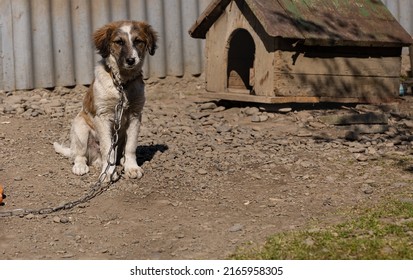 Sad Puppy Six-month-old Sitting On A Chain Near His Booth In The Yard