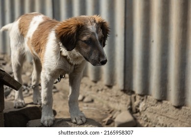 Sad Puppy Six-month-old Sitting On A Chain Near His Booth In The Yard