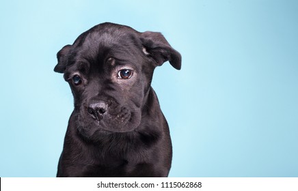 Sad Puppy, Sorry Black Dog, Black Cane Corso On A Light Blue Background, Purebred Puppy In The Studio Isolated On A Light Blue Background, Very Unhappy Black Dog.