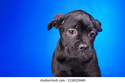 Sad Puppy, Sorry Black Dog, Black Cane Corso On A Light Blue Background, Purebred Puppy In The Studio Isolated On A Light Blue Background, Very Unhappy Black Dog.