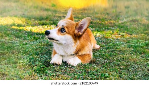 Sad Red Corgi Dog Lies On A Green Lawn