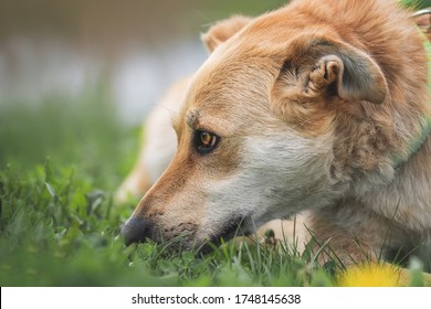 Sad Red Dog Lays On The Grass