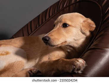 Sad Red Dog On A Leather Chair In The Studio