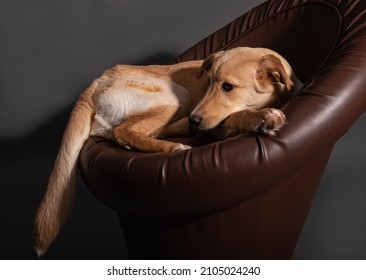 Sad Red Dog On A Leather Chair In The Studio