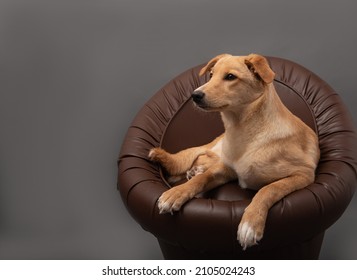 Sad Red Dog On A Leather Chair In The Studio