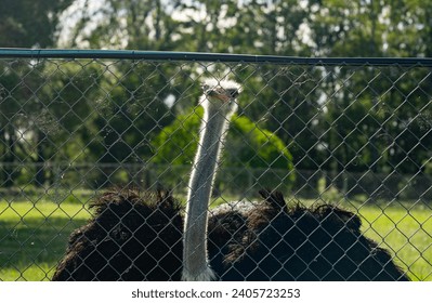 Sad rhea behind bars, looking confined