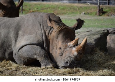 Sad Rhino Trapped In Zoo