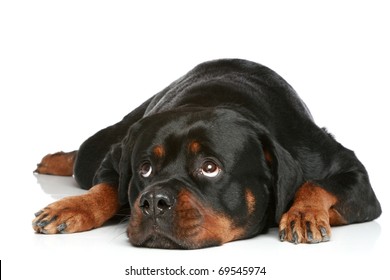 sad-rottweiler-lying-on-white-260nw-69545974.jpg