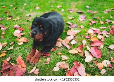 Sad rottweiler puppy lying among the fallen colorful autumn leaves in the garden and looking on camera, adorable watchdog with kind eyes relaxing outdoors. Amazing autumn landscape and cute dog on