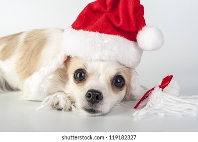 Sad Santa Claus  - Chihuahua Dog Wearing Santa  Hat With Pigtails Close-up On White Background