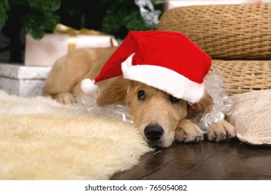 Sad Santa Dog