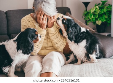 Sad senior woman sitting on sofa at home crying with hands on face close to her cavalier king charles dogs. Elderly retired lady and pet therapy concept
