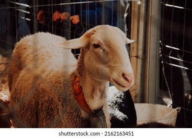 
Sad Sheep Locked Inside A Cage