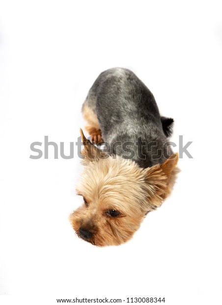 Sad Shorthaired Yorkshire Terrier Lies On Stock Photo Edit Now