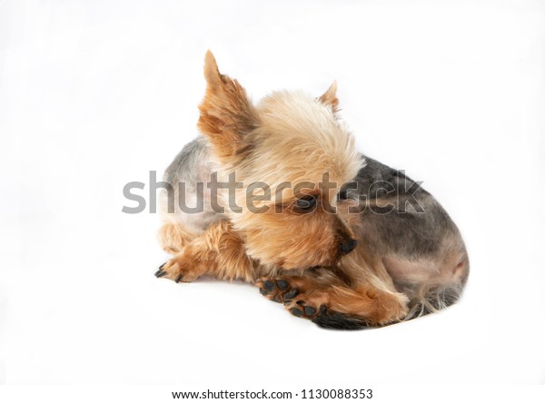 Sad Shorthaired Yorkshire Terrier Lies On Stock Photo Edit Now