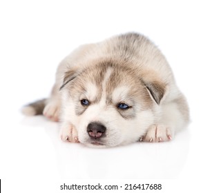 Sad Siberian Husky Puppy Lying In Front. Isolated On White Background