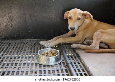 Sad And Sick Dog Ignoring Food Inside A Dark Cage With Copy Space. Pet Dog Loss Appetite, Not Eating And Stress Concept.