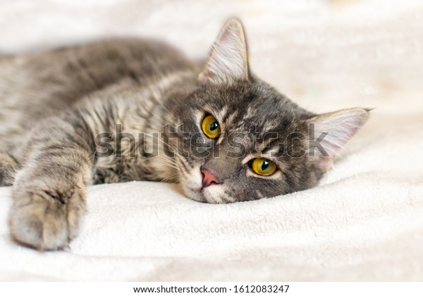 Sad Sick Young Gray Cat Lies Stock Photo (Edit Now) 1612083247
