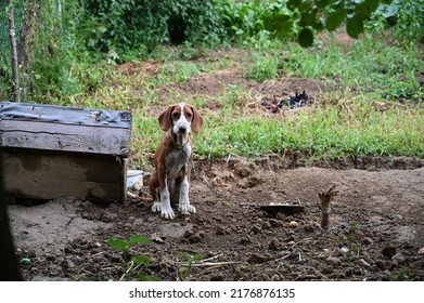 Sad Skinny Dog On Chain Leash. Animal Cruelty. Pet Abuse. Hunting Dog Near Dog House. 