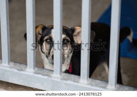 sad small dog at an animal shelter for found animals 