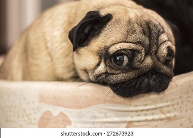 sad sorry guilty offending dog pug pet - Shutterstock ID 272673923