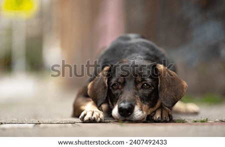 sad stray dog on the street very hungry, scared by the gunshot explosions