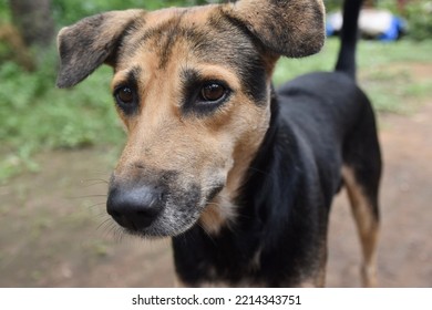 Sad Street Dog Brown And Black In India