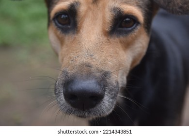 Sad Street Dog Brown And Black In India