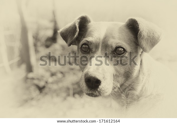 Sad Street Dog Cute Adorable Eyes Stock Photo 171612164 | Shutterstock