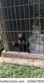 Sad Sun Bear Trapped In Cage Jail Tourism Zoo Animal Rights 